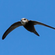 Swifty swifts are really swift!